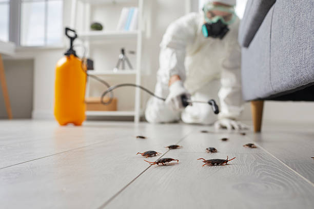 Commercial Kitchen Cockroach Control in Grove City